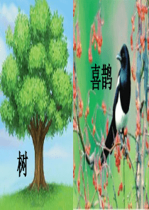 6树和喜鹊ppt
