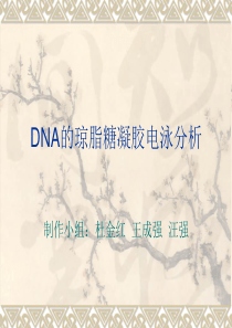 DNA的琼脂糖凝胶电泳分析