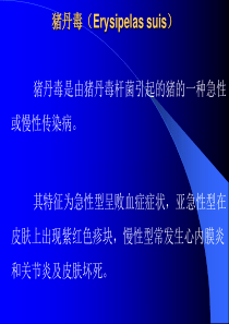 猪丹毒、猪链球菌病、猪瘟1