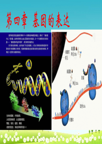 人教版必修二高中生物第四章基因的表达复习课件课件