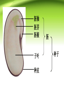 初中课件-最新人教版初中初一七年级生物上册新人教版__第一节_种子的萌发精品课件