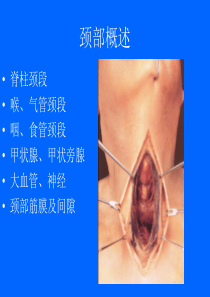 20颈部解剖