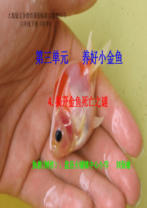 揭开金鱼死亡之谜(课件)