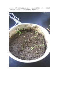 牡丹种子第一年发芽生长到秋发全过程