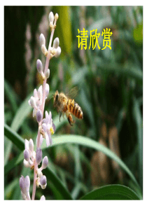 人教版三年级上册第14课《蜜蜂》