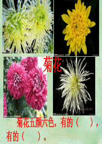 5.菊1小古文