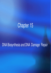 DNA的生物合成和损伤修复DNA-Biosynthesis-and-DNA-Damage-Repa