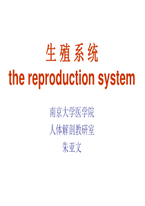 南京大学医学院系统解剖学课件-生殖系统