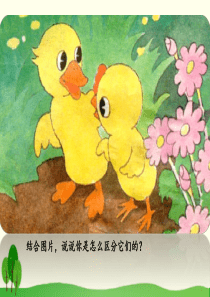 《小公鸡和小鸭子》PPT优秀课件13