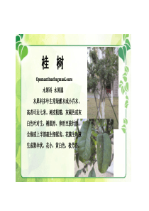 植物铭牌
