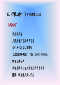 2、圆口纲