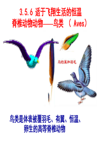 动物生物学3-5-6鸟纲