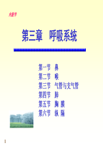呼吸系统结构与功能