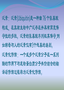泛素化对蛋白质的调节