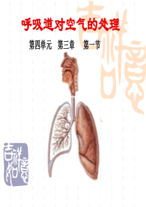 呼吸道对空气处理