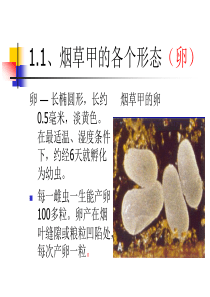 1、烟虫识别