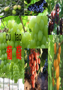 部编本二年级《葡萄沟》优秀课件