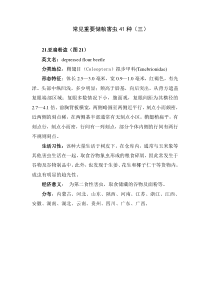 常见重要储粮害虫41种(三)