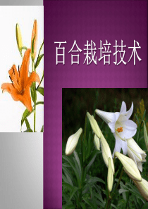 百合栽培技术