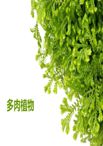 创意画-多肉植物
