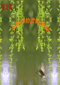人体内物质的运输复习课课件-(共34张PPT)