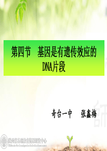 第四节-基因是有遗传效应的DNA片段