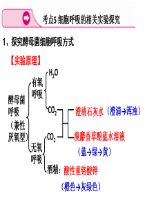 探究酵母菌细胞呼吸的方式实验