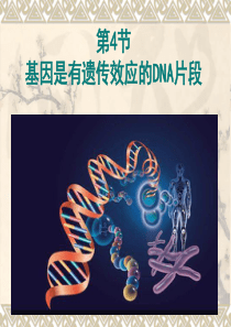 3-4《基因是有遗传效应的DNA片段》课件(新人教版必修2)