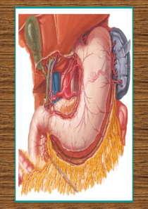 4.人体局解-腹部2