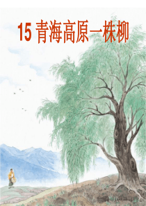 青海高原一株柳PPT
