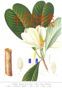 中药材的种类