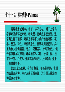 七十七棕榈科Palmae