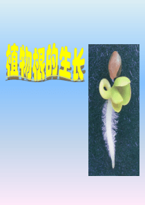 生物：第5章第2节植物根的生长精品课件(苏教版七年级上)