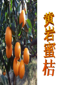 农产品黄岩蜜桔