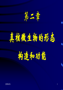 3第二章真核微生物第一节酵母菌