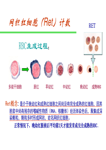 一、网织红细胞(Ret)计数
