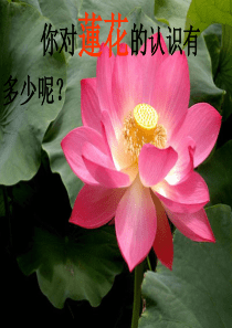 爱莲说优秀课件