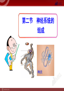 2014初中生物多媒体教学课件：第6章 第2节  神经系统的组成(七年级下册)