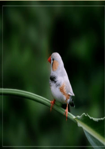 16、珍珠鸟小组合作式公开课