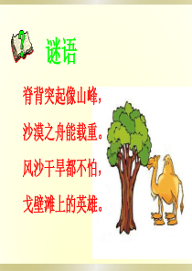 16《找骆驼》PPT课件.3ppt