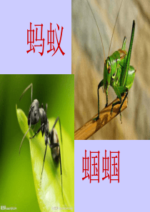 《蚂蚁和蝈蝈》PPT课件
