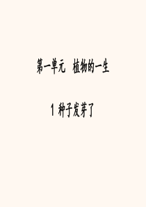 苏教版三年级科学下册教学课件1种子发芽了课件(24张ppt)
