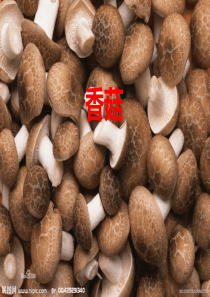 农业推广-香菇