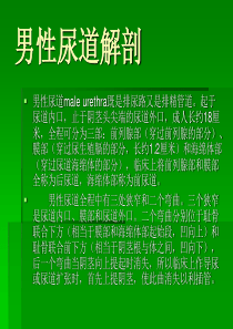 男性尿道解剖