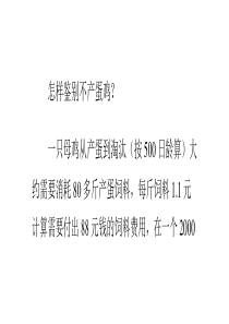 怎样鉴别不产蛋鸡