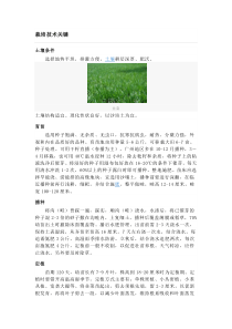 栽培技术关键韭菜