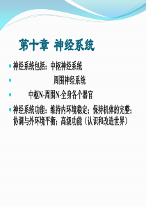 生理学基础第十章-神经系统