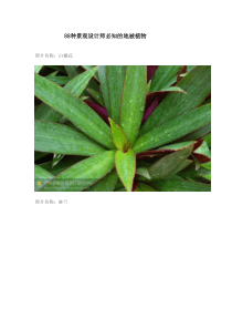 88种景观设计师必知的地被植物