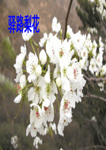 驿路梨花(优秀课件)