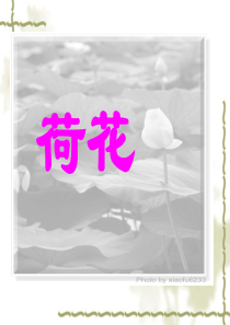 苏教版三年级语文下册《荷花》ppt课件